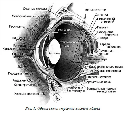 Structura ochii animalului