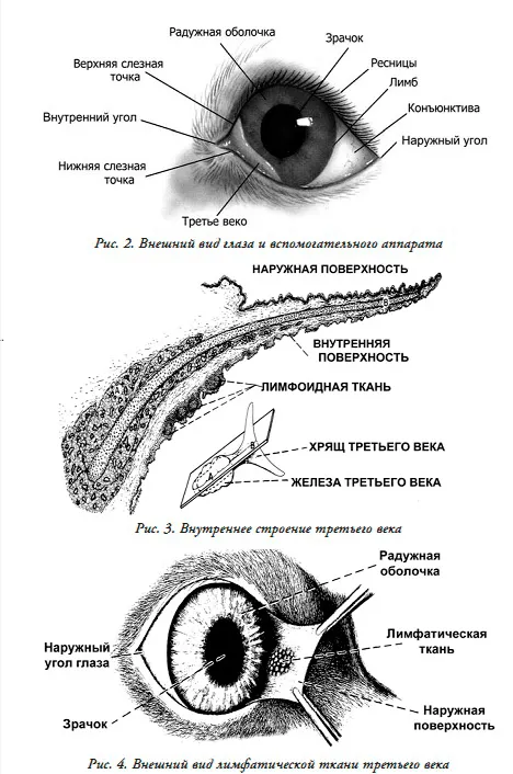 Structura ochii animalului