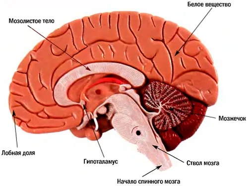 Stem löket - prognózisa hasznosítás, a hatások, tünetek és a kezelés