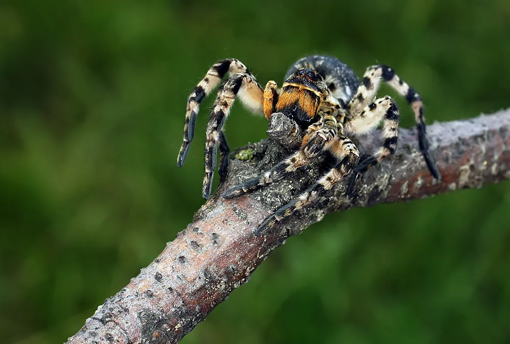 Tarantula pók fotó és leírás