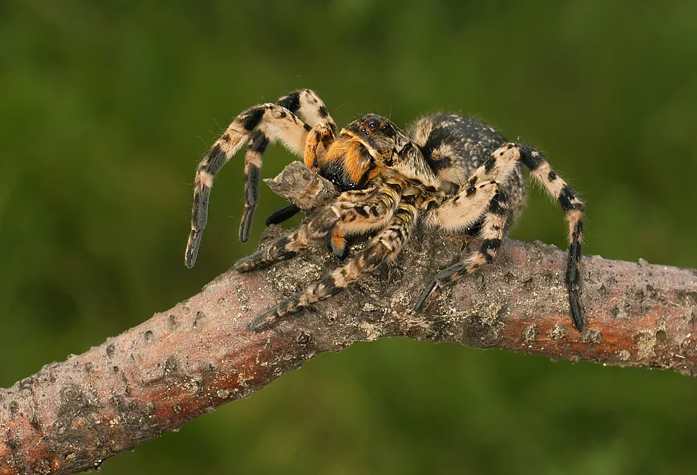 Tarantula pók fotó és leírás