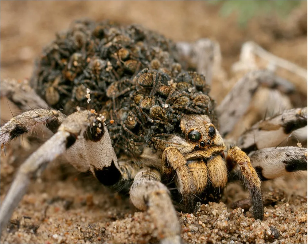 Tarantula pók fotó és leírás