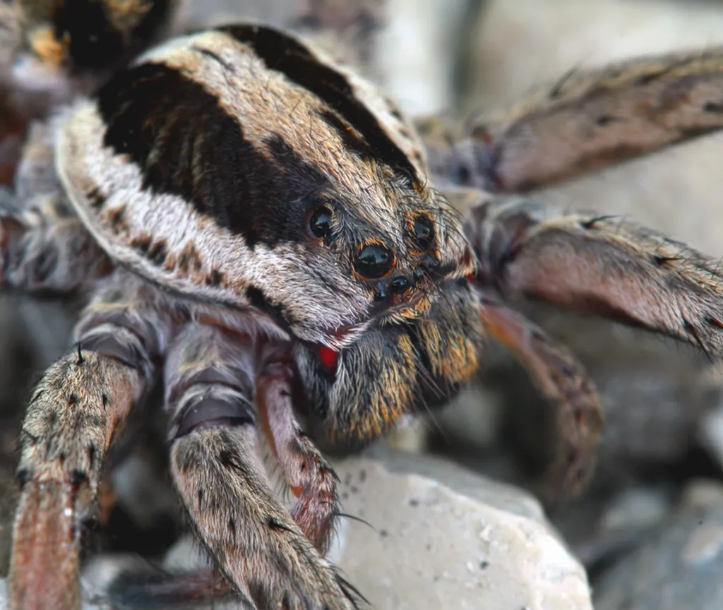 Tarantula pók fotó és leírás