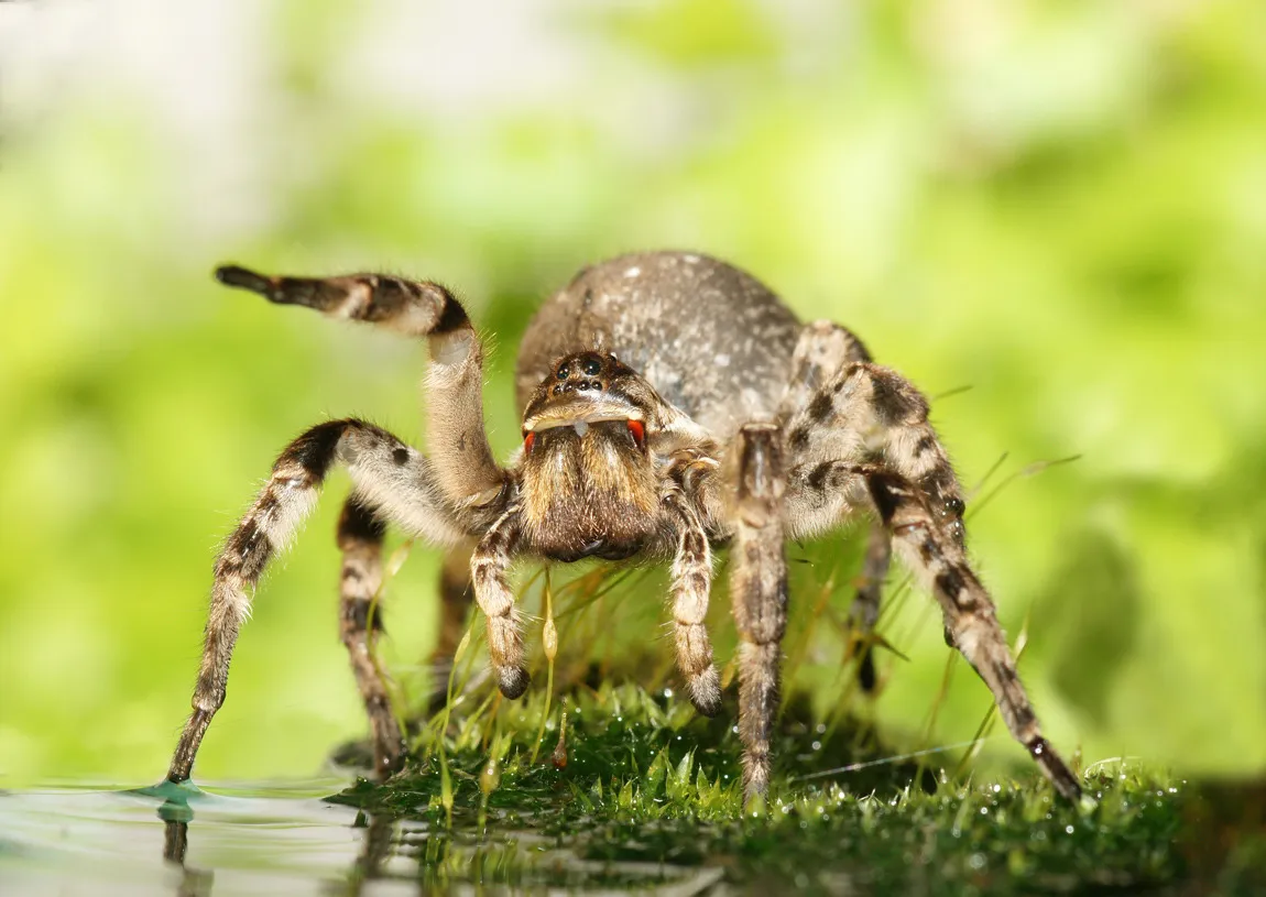 Tarantula pók fotó és leírás