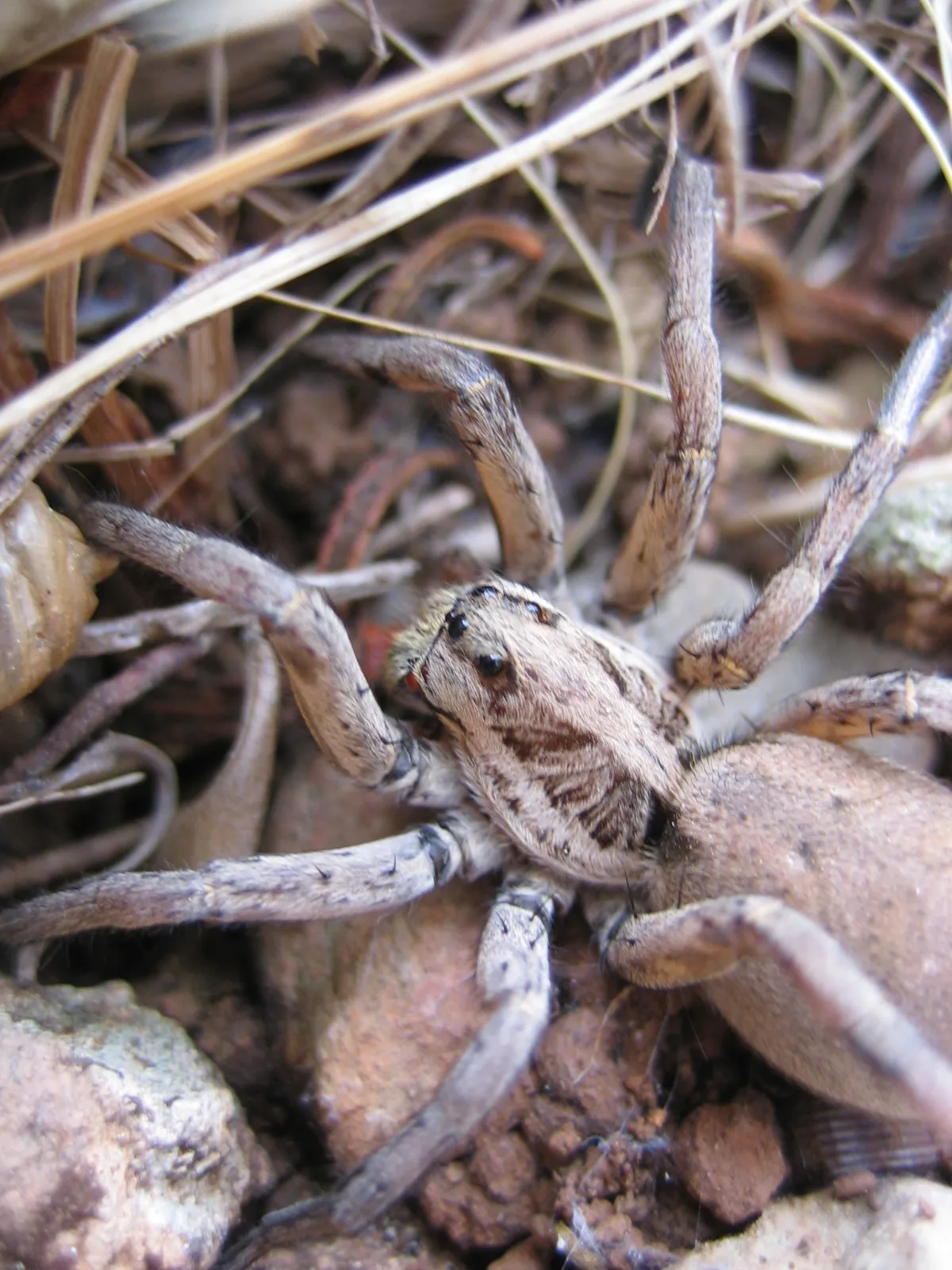 Tarantula pók fotó és leírás