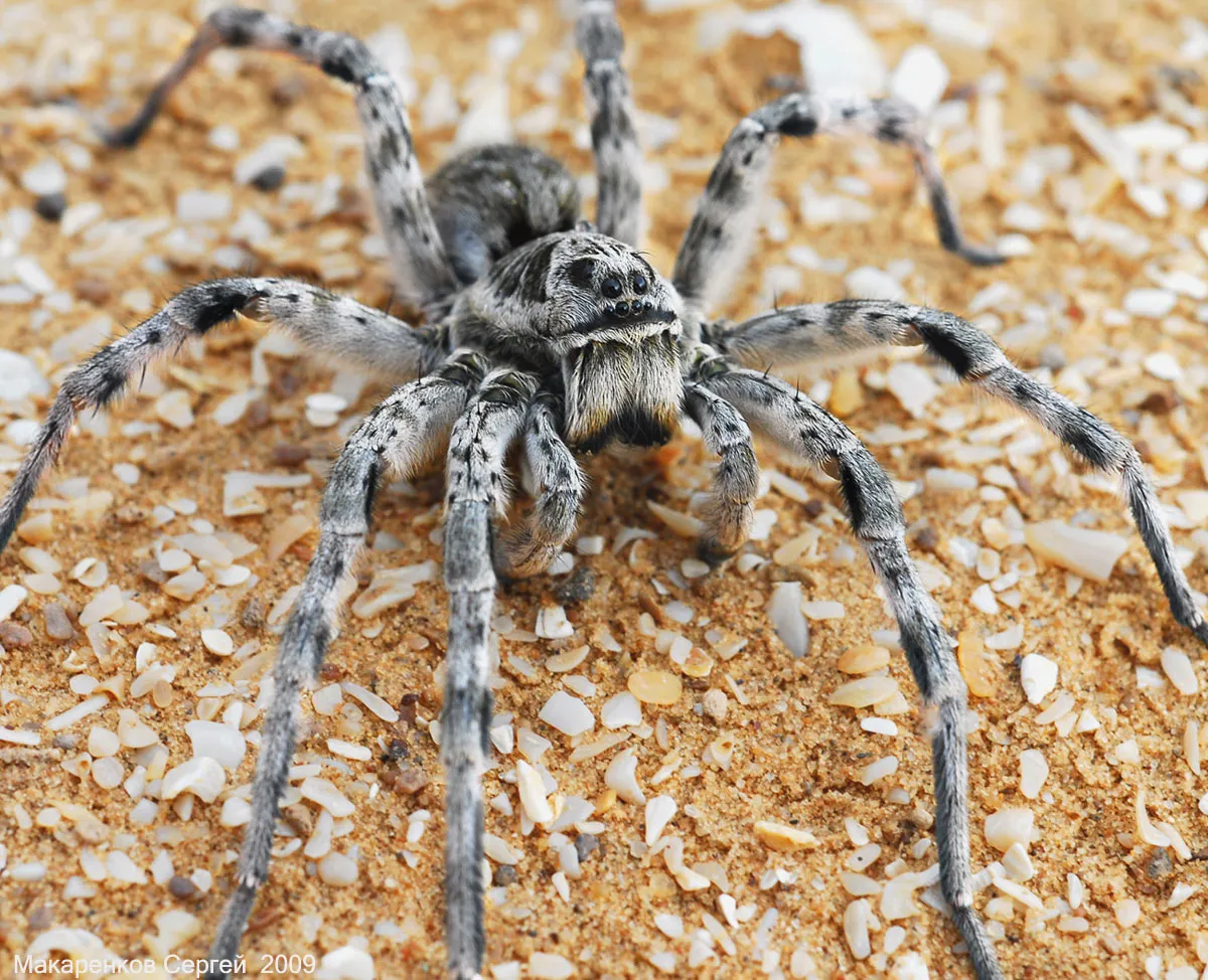 Tarantula pók fotó és leírás