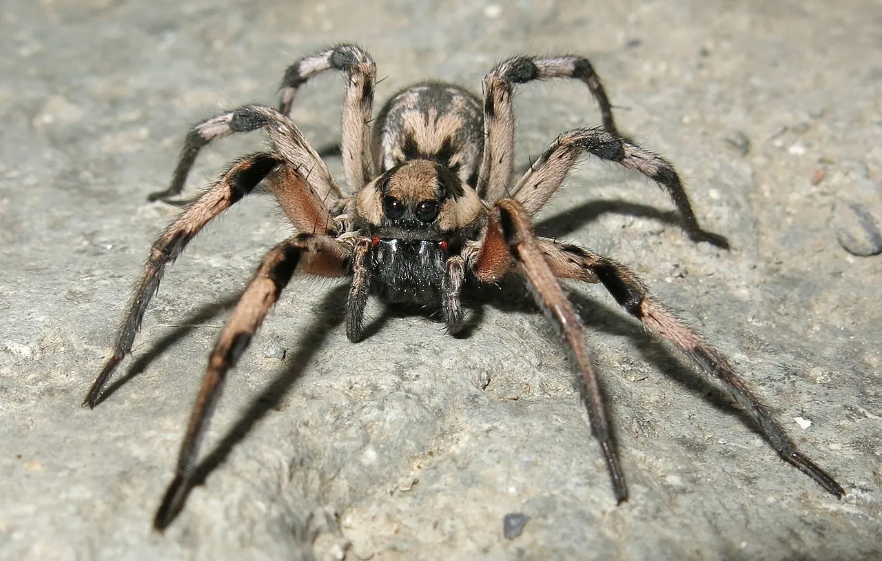 Tarantula pók fotó és leírás