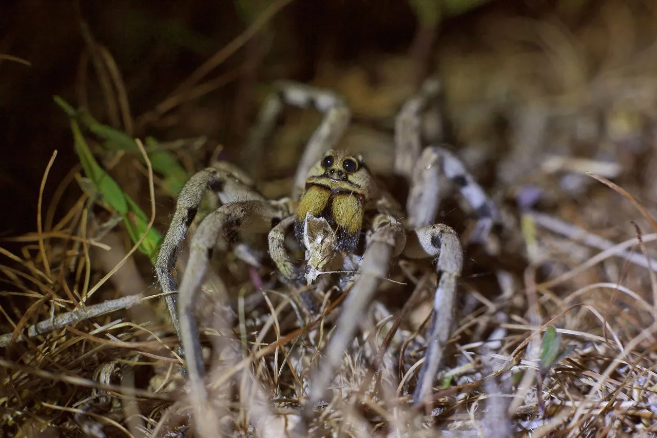 Tarantula pók fotó és leírás