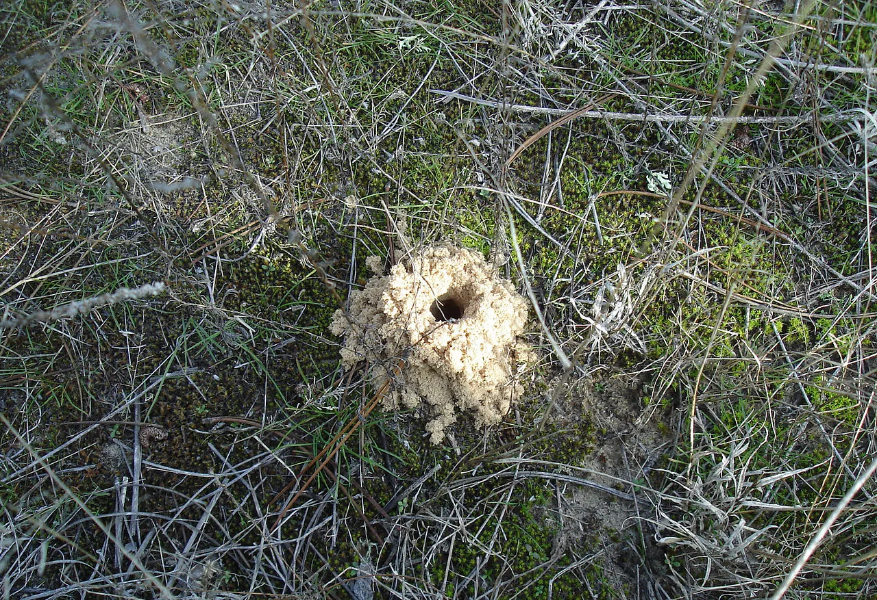 Tarantula pók fotó és leírás