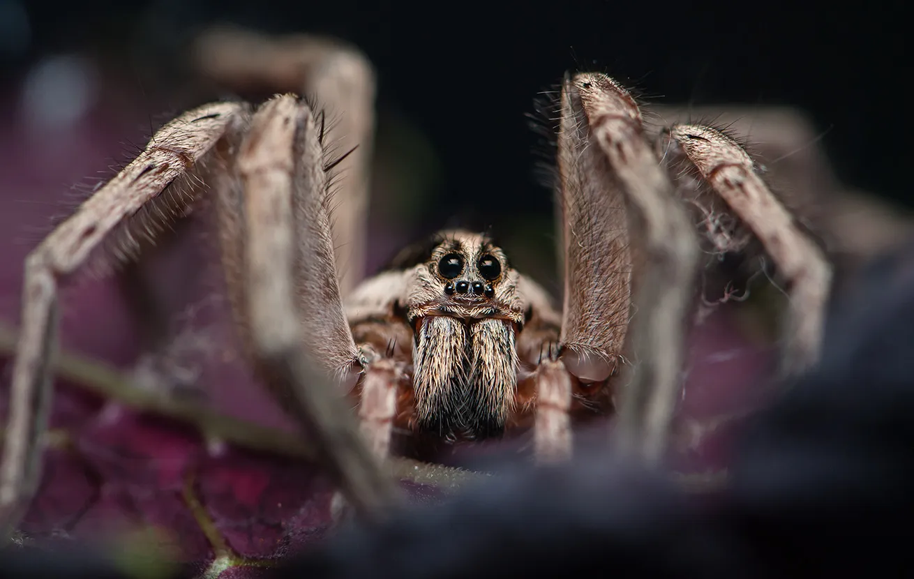 Tarantula pók fotó és leírás