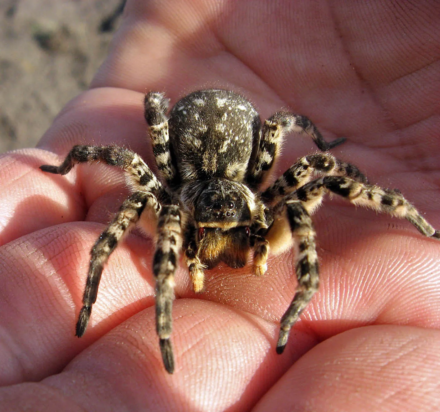 Tarantula pók fotó és leírás