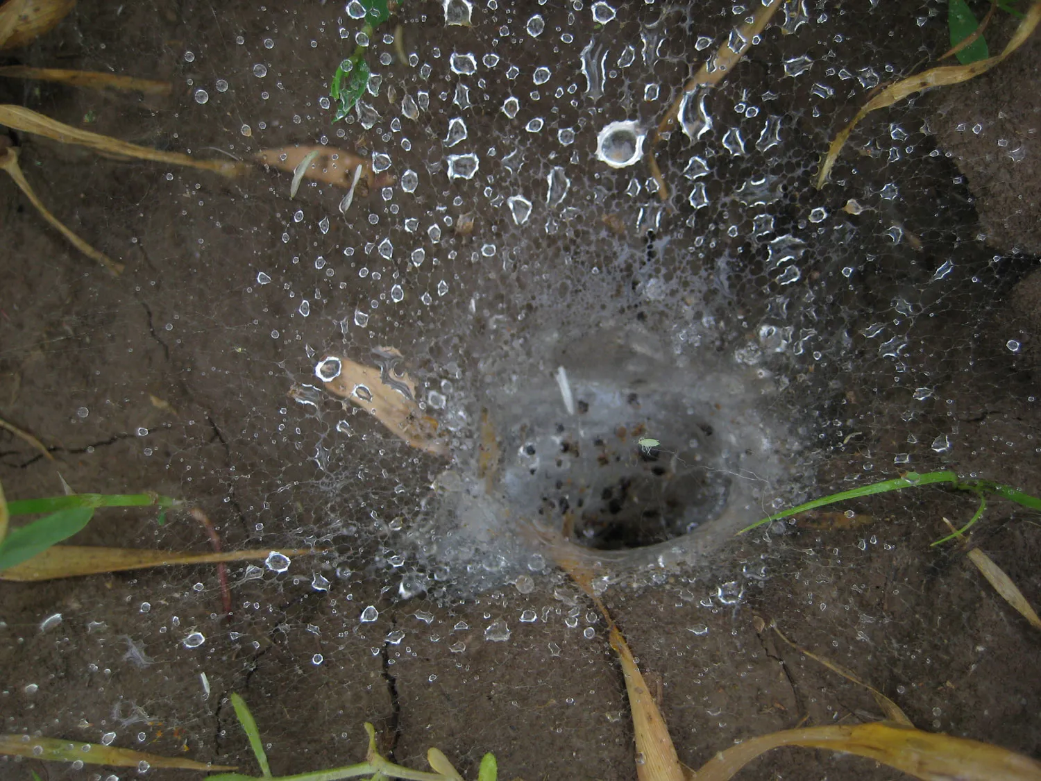 Tarantula pók fotó és leírás