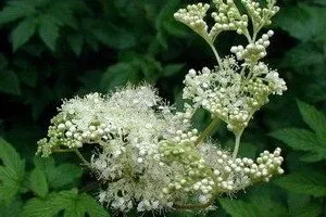 Или Meadowsweet Meadowsweet