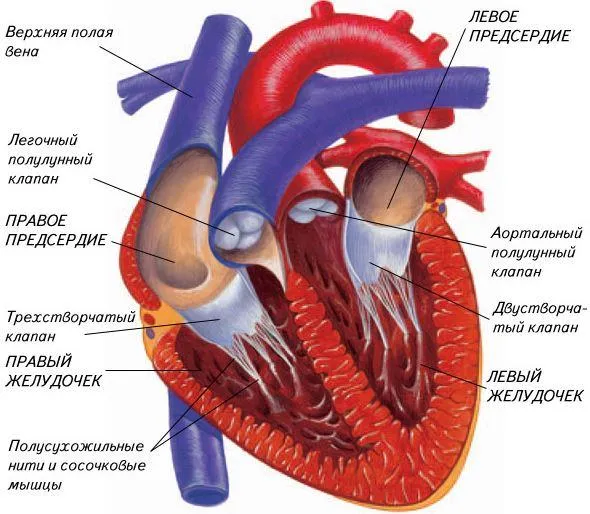 Темата на курсовата работа лечение на инфаркт на миокарда усложнения на