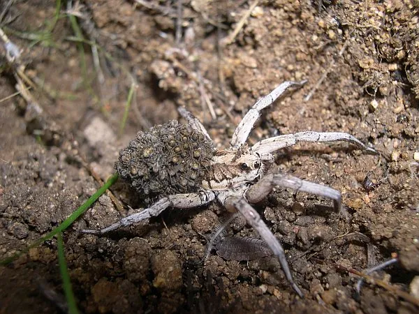 Tarantula pók fotó és leírás