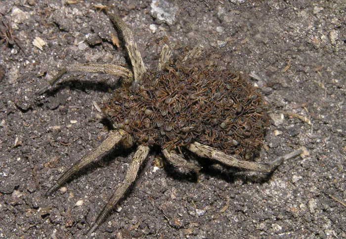 Tarantula pók fotó és leírás