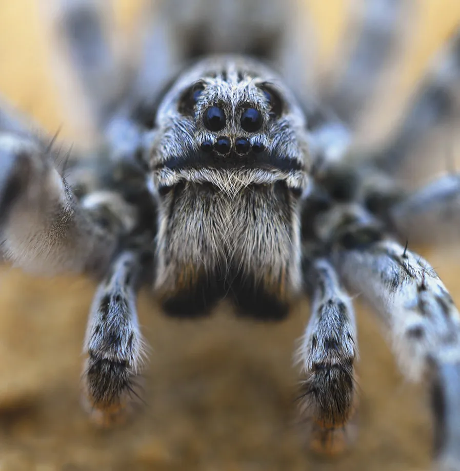 Tarantula pók fotó és leírás