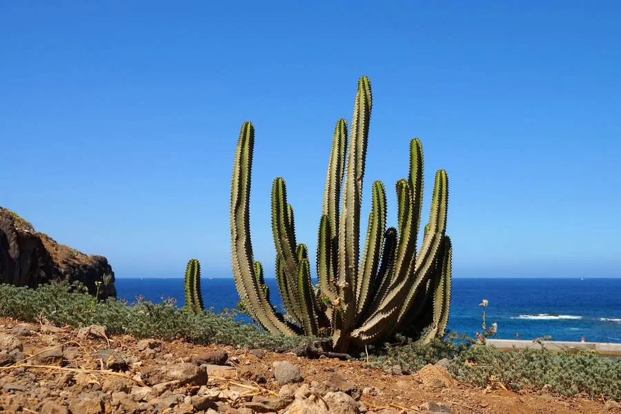 Tenerife május, időjárás, az árak, és mit kell tenni májusban az időjárás, az árak, és mit kell tenni