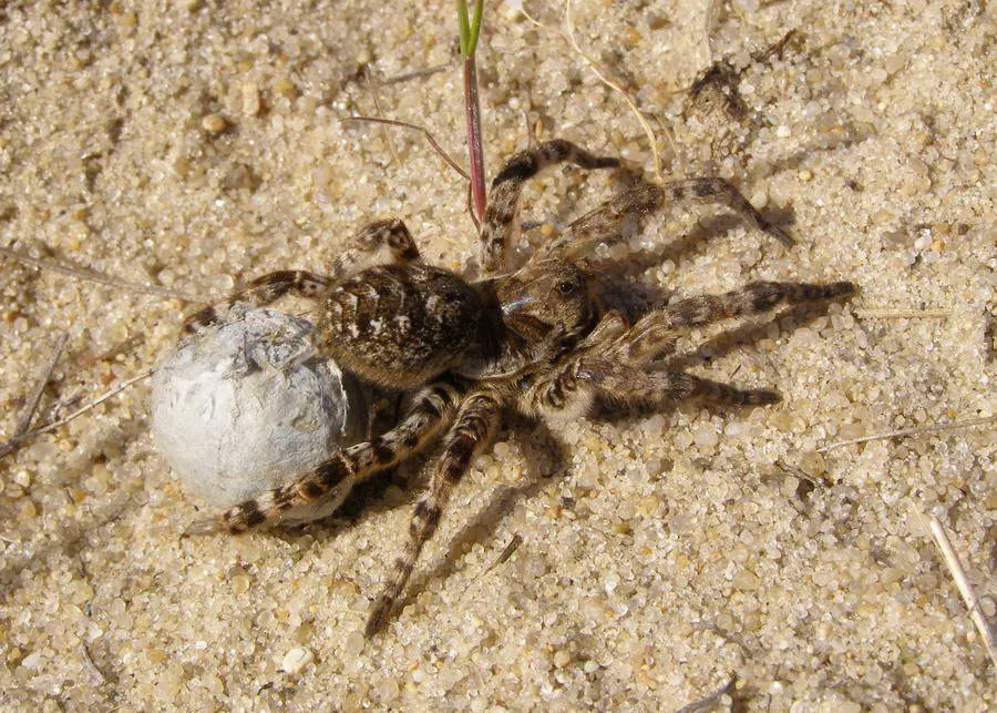 Tarantula pók fotó és leírás