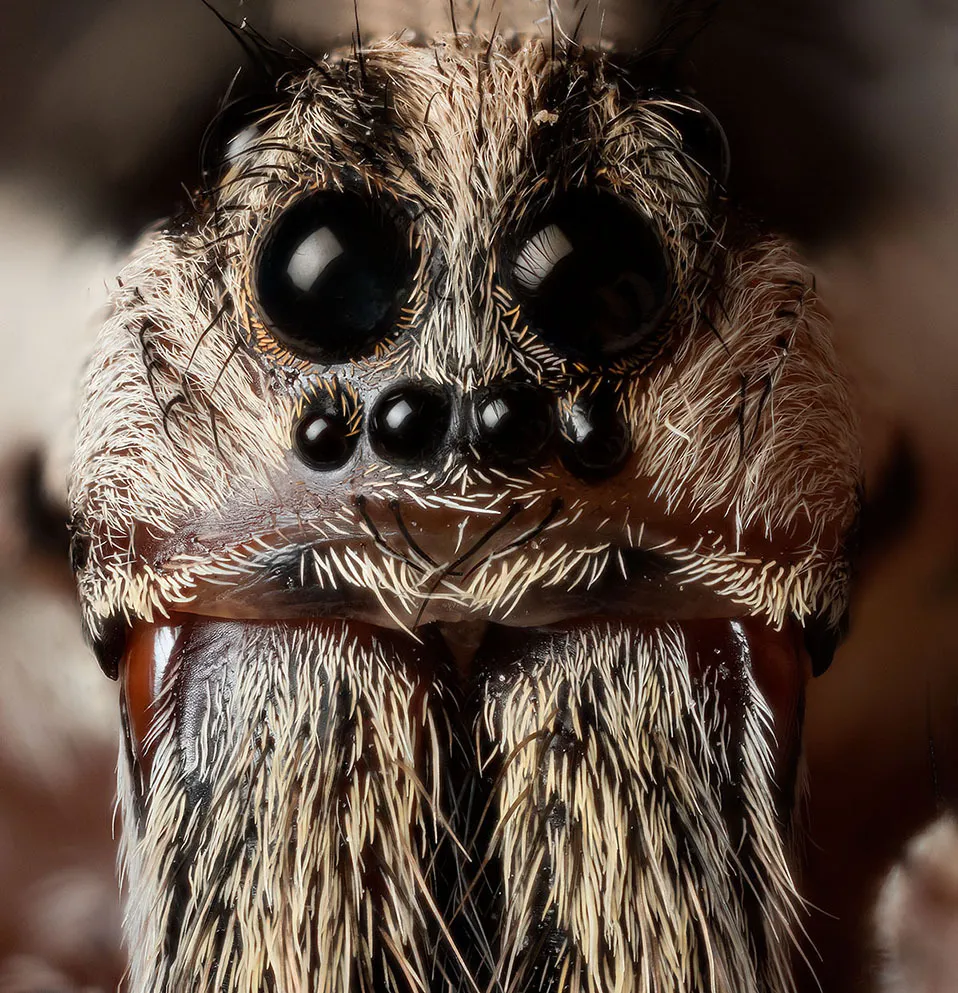 Tarantula pók fotó és leírás