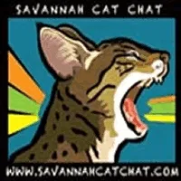 Savannahpremium - розплідник, що займається розведенням кішок савана в Петербург