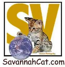 Savannahpremium - розплідник, що займається розведенням кішок савана в Петербург