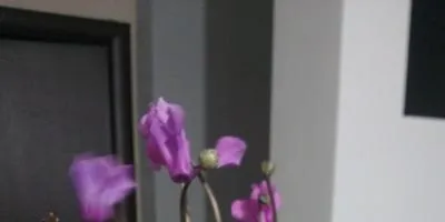 Садимо і доглядаємо за цикламеном
