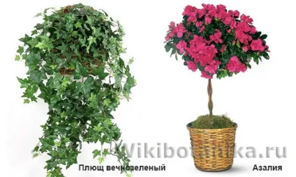 Найнебезпечніші кімнатні рослини (рослини) Найнебезпечніші кімнатні рослини