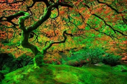 Наймальовничіші дерева (27 фото) (рахунку) Наймальовничіші дерева (27 фото)