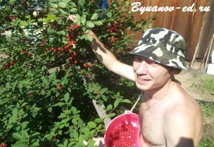 збір вишні
