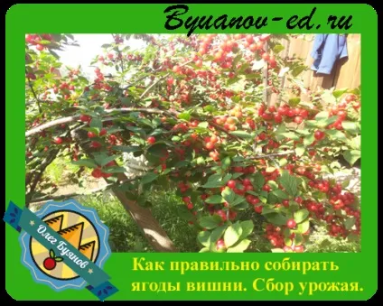 збір вишні