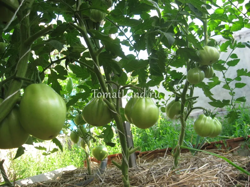 Tomate sute de lire sterline comentarii, fotografii, productivitate