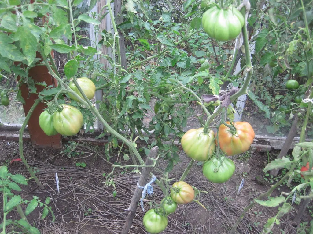 Tomate sute de lire sterline comentarii și fotografii pudovichok zahăr, roșii 100 de soiuri, caracteristici și descrierea