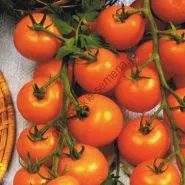 varietate de tomate - Marmande - (Marmande) 300 seminte