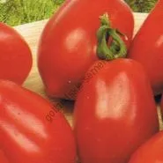 varietate de tomate - Marmande - (Marmande) 300 seminte