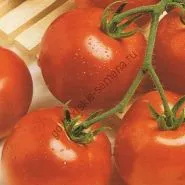 varietate de tomate - Marmande - (Marmande) 300 seminte