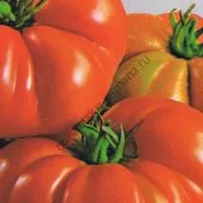 varietate de tomate - Marmande - (Marmande) 300 seminte