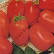 varietate de tomate - Marmande - (Marmande) 300 seminte