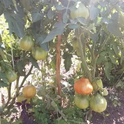 Tomate sute de lire sterline comentarii, fotografii, productivitate