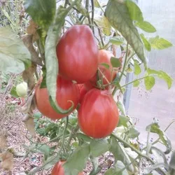 Tomate sute de lire sterline comentarii, fotografii, productivitate