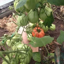 Tomate sute de lire sterline comentarii, fotografii, productivitate