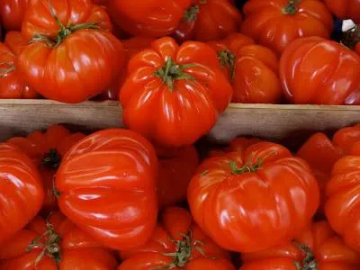 Tomate „o sută de lire“ - recenzii, cei care le-au plantat