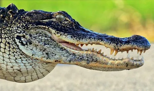 Топ 10 редки или необичайни крокодили и алигатори