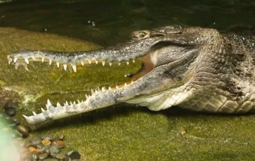 Top 10 crocodili și aligatori rare sau neobișnuite