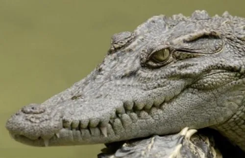 Top 10 crocodili și aligatori rare sau neobișnuite