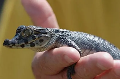 Top 10 crocodili și aligatori rare sau neobișnuite