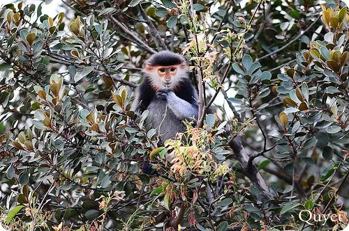 Langurs Немейските (на латински: