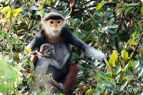 Langurs Немейските (на латински: