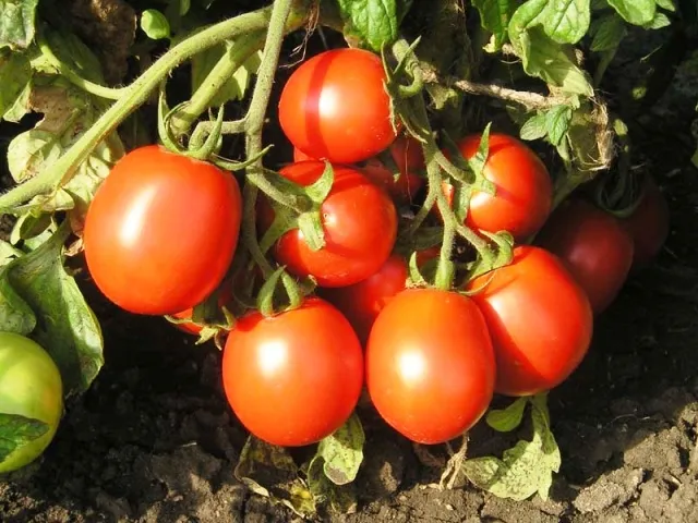 Pasta de tomate la domiciliu 5 cele mai bune rețete cu fotografii