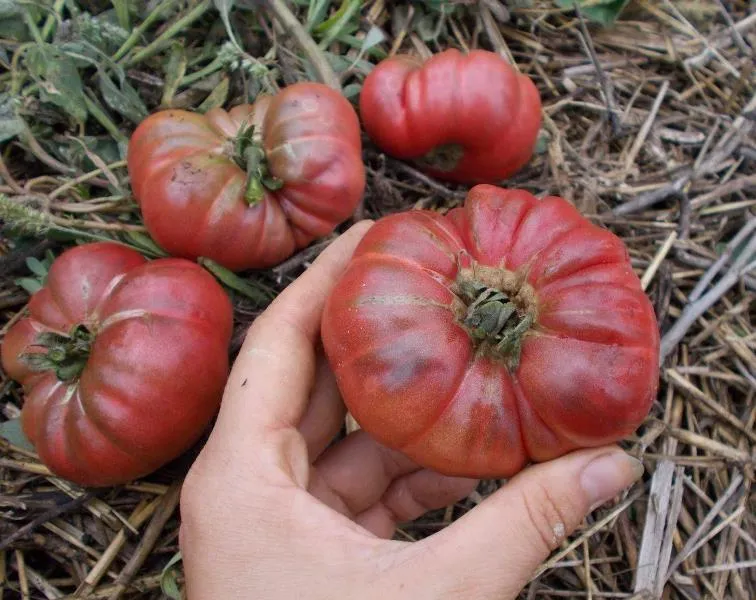 Tomate sută de lire (50 poze) descrierea soiului de tomate 100, diabet pudovichok, comentarii